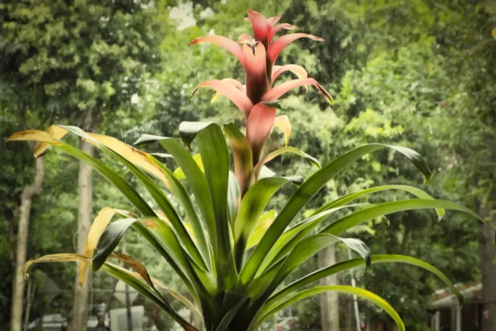 Tropical bromeliad in bloom outside the Sauna Culture studio in Cotswold, Charlotte